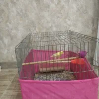 قناری قرص بخون