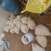 کاگر مرغ فروشی ماهر