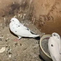 کفتر با جوجه|پرنده|مشکین‌دشت, |دیوار