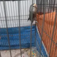 طوطی برزیلی ماده|پرنده|ماهدشت, |دیوار