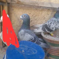 کبوتر پلاکی