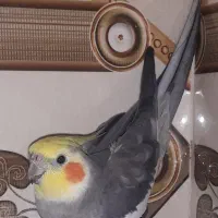 عروس هلندی گم شده۱
