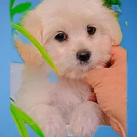 پودل آپارتمانی