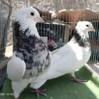 کبوتر جفتی عطیغه