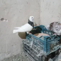 ۸جفت طوقی نروماده|پرنده|کبودرآهنگ, |دیوار
