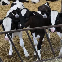 گوساله های درجه یک|حیوانات مزرعه|نیشابور, دارایی|دیوار