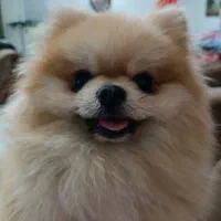 سگ گمشده از یابنده تقاضا دارم بهم برگردونه مژدگانی