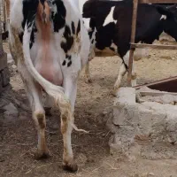 گاو|حیوانات مزرعه|نیشابور, ماروسک|دیوار