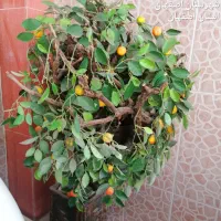 درخت مصنوعی نارنج