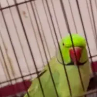 طوطی ملنگو با یک عدد کوتوله بازیگوش