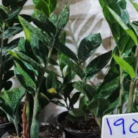 گل لیندا ..یاس هلندی|گل و گیاه طبیعی|ورامین, ورامین|دیوار