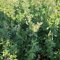 فروش یا اجاره زمین کشاورزی با سهمیه اب|فروش دفتر صنعتی، کشاورزی، تجاری|سراب, |دیوار