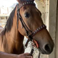 مادیان با کره