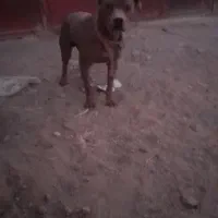 سگ پیت بول|سگ|اشکذر, |دیوار