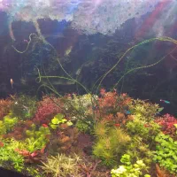 فروش گیاه اکواریومی|ماهی|ملایر, |دیوار