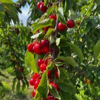 فروش باغ در سیسخت یاسوج|فروش زمین و ملک کلنگی|سیسخت, |دیوار