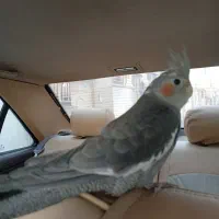 عروس هلندی|پرنده|شاهینشهر, عطار|دیوار