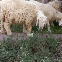 قوچ بختیاری بره|حیوانات مزرعه|جیرفت, |دیوار