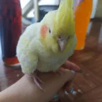 عروس هلندی ماده|پرنده|کرمانشاه, |دیوار