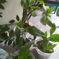 حدود۶۰تاگل اپارتمانی .شاداب|گل و گیاه طبیعی|شهرکرد, |دیوار