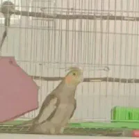 عروس.هلندی.گمشده