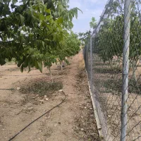 زمین باغ جوان