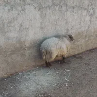 بره نرپروارپارسال