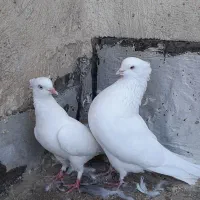 اراکی و پرشی