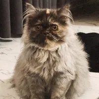 گربه پرشین دوساله ماده