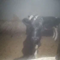 گاو و گوساله هلشتاین