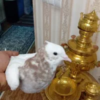 طوقی کاکلی نر|پرنده|آذرشهر, |دیوار