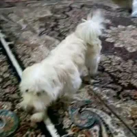 سگ گمشده (چهار سال پیش)|حیوانات|تهران, نارمک|دیوار