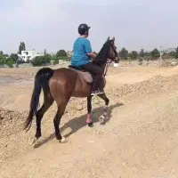 مادیان شناسنامه دار