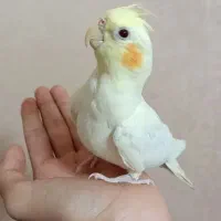 عروس هلندی سه ماهه پرواز کرده