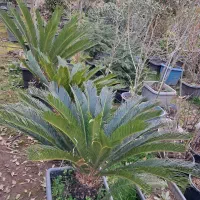 فروش گیاه سیکاس|خدمات باغبانی و درختکاری|اصفهان, بهارستان|دیوار