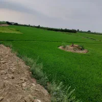 فروش زمین کشاورزی