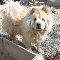 چاوچاو نر و ماده بالغ|سگ|رودهن, |دیوار