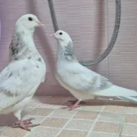 کبوتر شازده هما