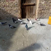کبوتر پرشی اویناخ|پرنده|خسروشاه, |دیوار
