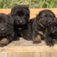 توله های ژرمن شولاین موبلند|سگ|ساری, |دیوار