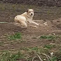 سگ الابا|سگ|خان ببین, |دیوار