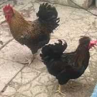 مرغ وخروس گلین|حیوانات مزرعه|شیراز, گود عربان|دیوار