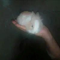 بازیگوشهای کوچولو۲۰۰تومن