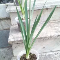 گل نرگس|گل و گیاه طبیعی|گنبد کاووس, |دیوار