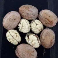 گردوی درجه 1لرستان
