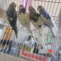 مرغ عشق با اصالت اینگلیسی