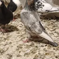 کبوتر