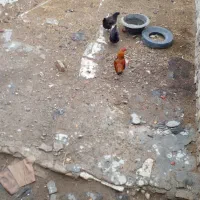 مرغ و خروس|حیوانات مزرعه|شیروان (خراسان), |دیوار