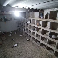 فروش 26 عدد کبوتر با قیمت مناسب|پرنده|میانه, |دیوار