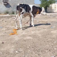 گاوگوساله نر